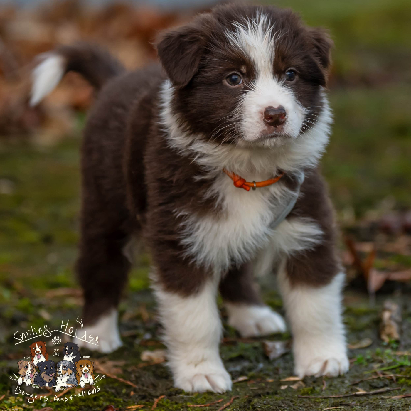 of the smiling house - Chiots disponibles - Berger Australien