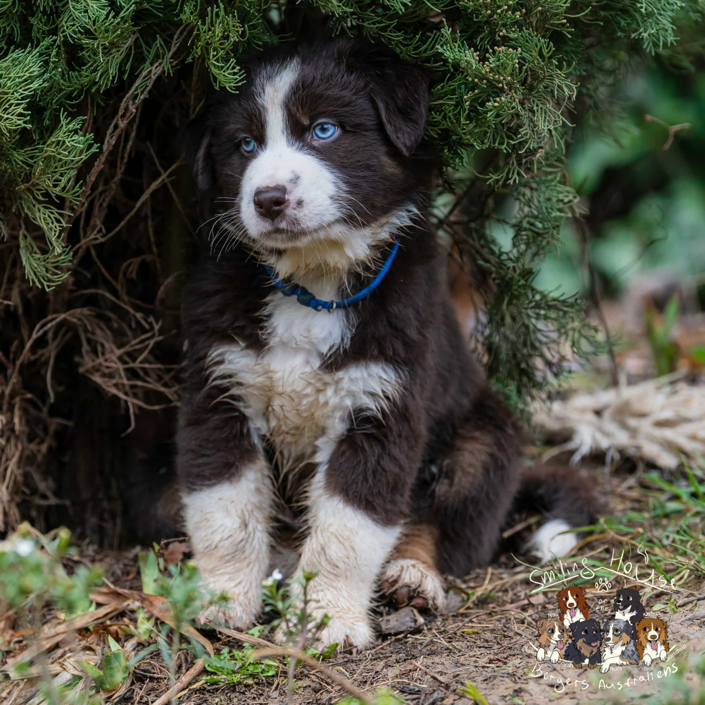 of the smiling house - Chiots disponibles - Berger Australien
