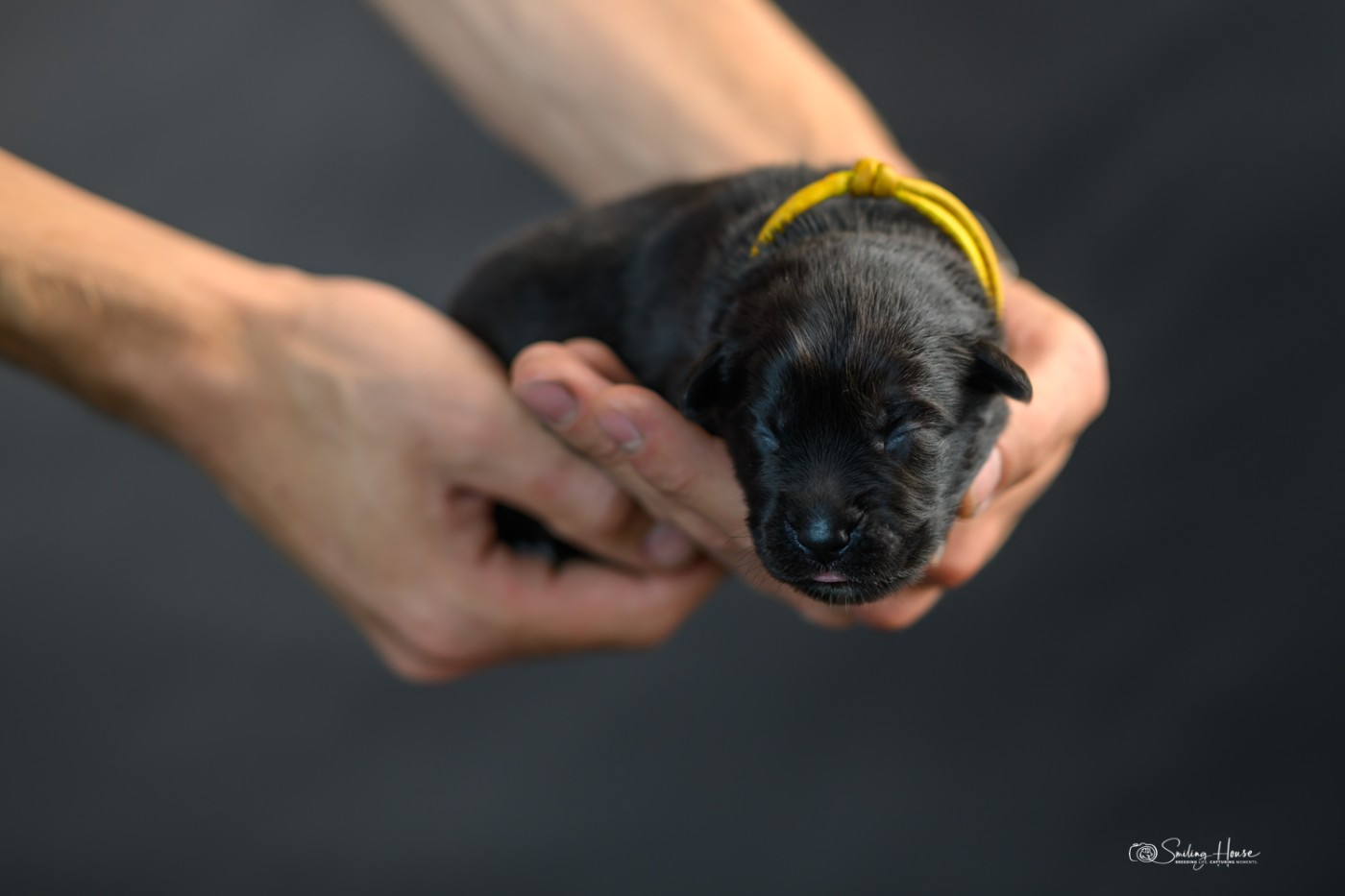 of the smiling house - Chiots disponibles - Berger Australien