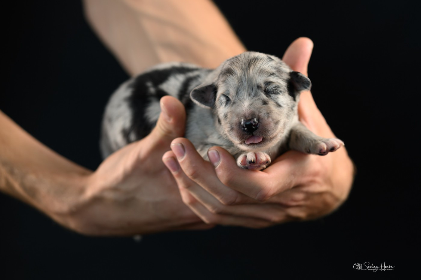 of the smiling house - Chiots disponibles - Berger Australien