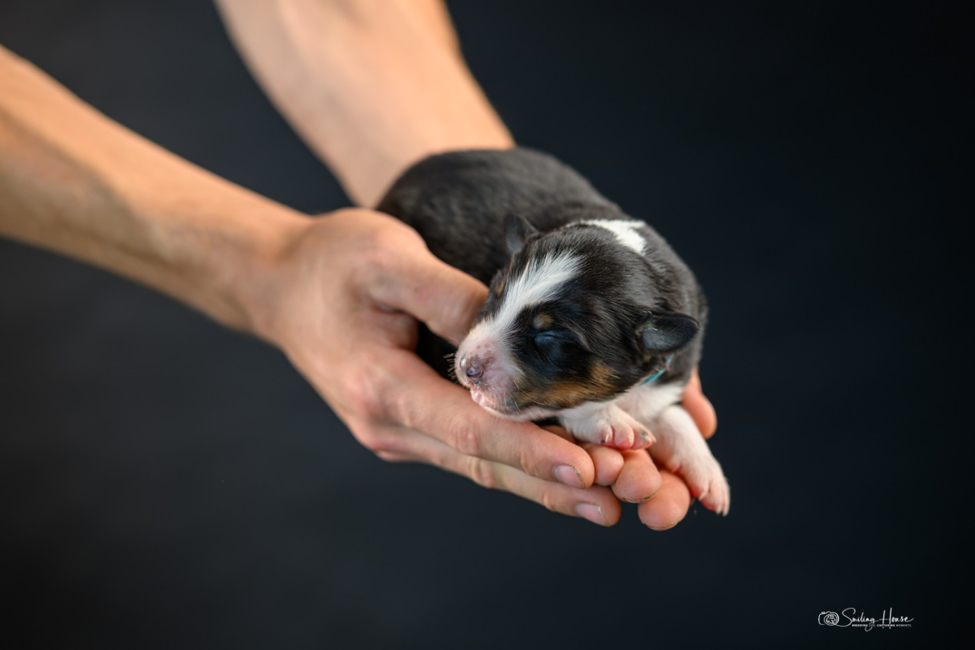 of the smiling house - Chiots disponibles - Berger Australien