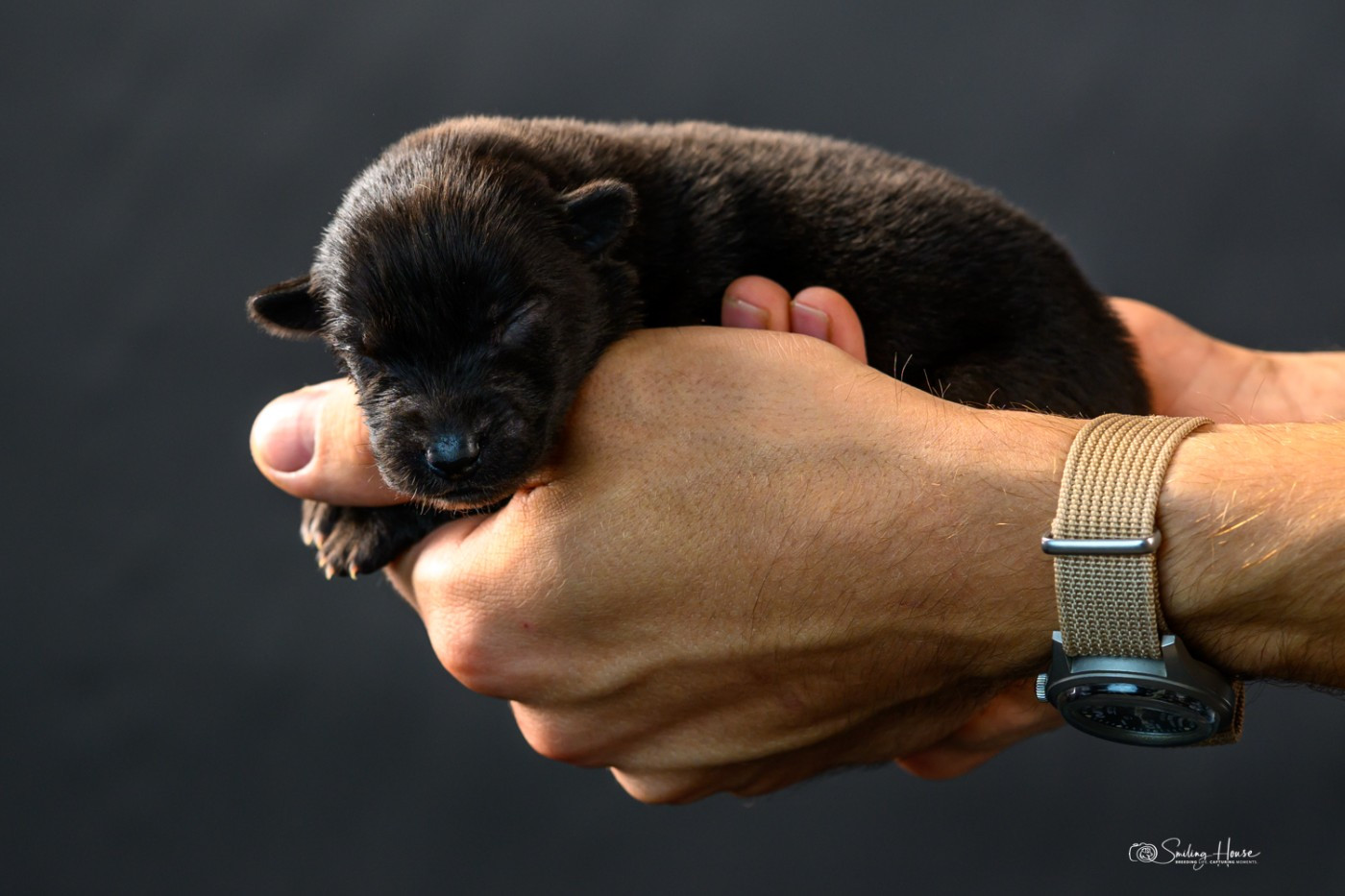of the smiling house - Chiots disponibles - Berger Australien