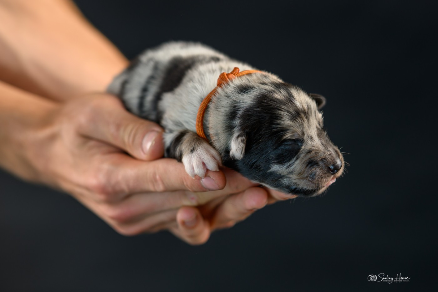 of the smiling house - Chiots disponibles - Berger Australien