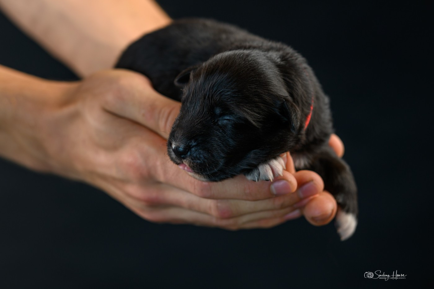 of the smiling house - Chiots disponibles - Berger Australien