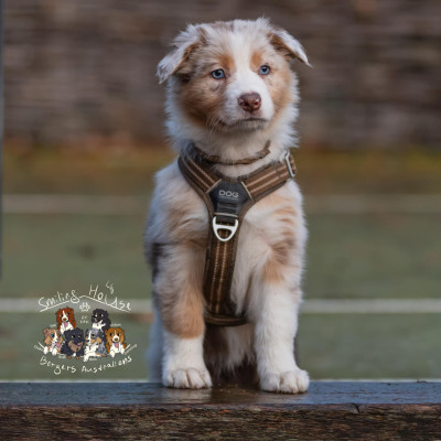 You are my sweet MATCHA