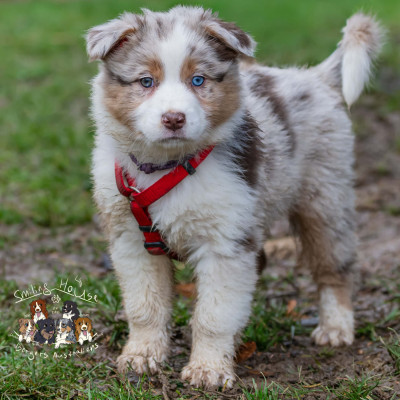 Yo sono la più BELLA