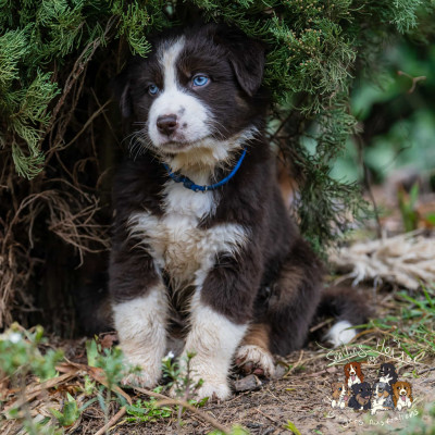 Ythan of the Mist SKYE